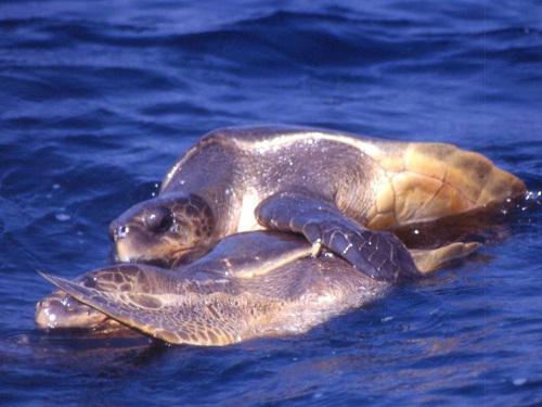 Mating of a olive ridley pair in the offshore water.