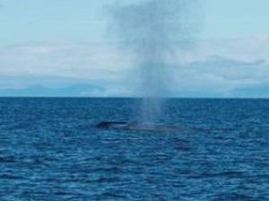 Blue whale in the fjords.