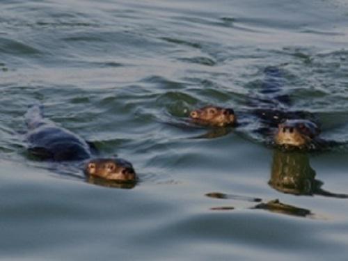 Marine otters close-up.