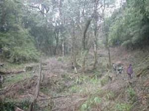 Trees were cut down for Tsao-ko plantation.