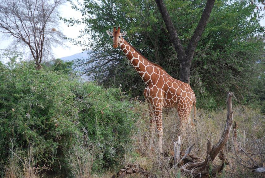 Reticulated giraffe scenery.