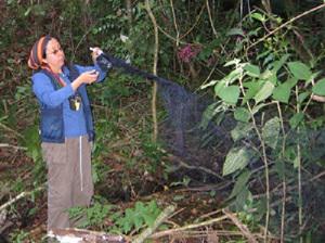 Graciela Alcantara working with bird nets.