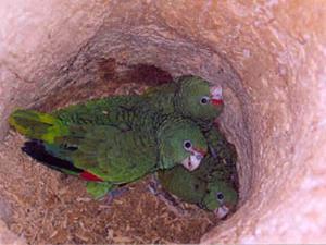 Alder Amazon nestlings inside nest. ©Luis Rivera.
