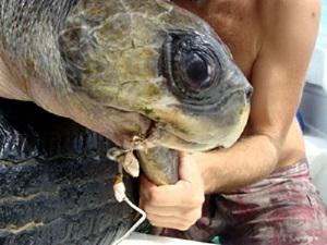 Threats for sea turtles near Punta Coyote. A olive ridley (Lepidochelys olivacea) with a long line hook.