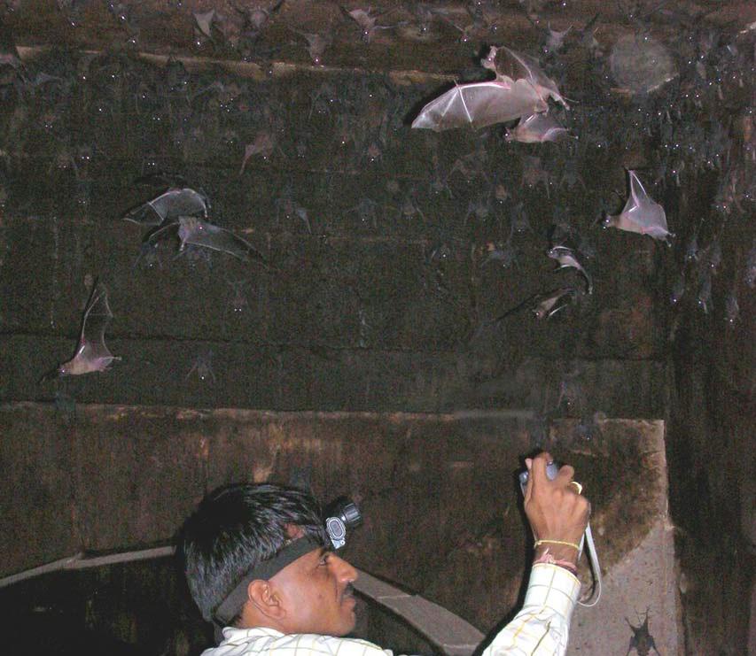Principal investigator surveying the bat roosts.