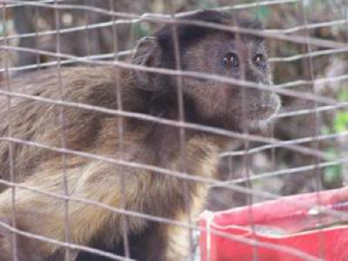 Margarita capuchin monkey pet.