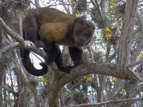 Margarita capuchin monkey.