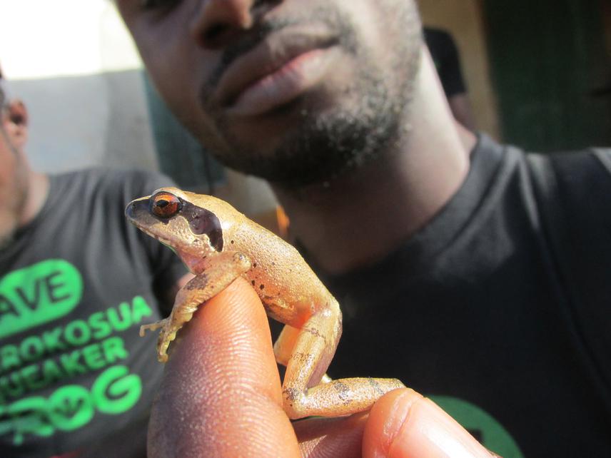 A. krokosua. © Save the Frogs Ghana!