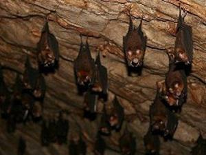 Some of the saved populations of threatened bats enjoying in the rehabiltated that were destroyed caves by communities