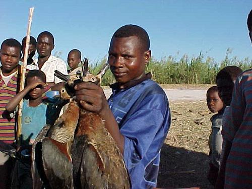 Over-exploitation of waterfowl at Lake Chilwa.