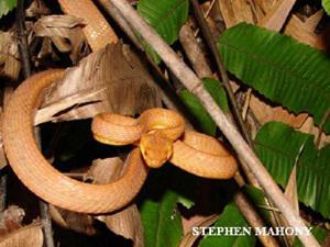 Boiga ochracea. Brown Cat-eyed Snake a mildly venomous species from Jampui Hills, north-east Tripura.