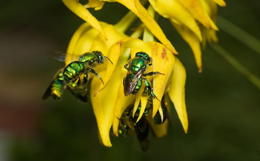 Mormodes maculata flowers being visited by Euglossa sp. ©AHR.