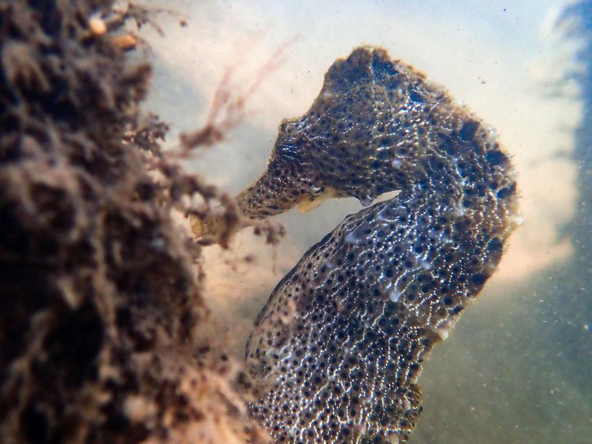 Hippocampus reidi (longsnout seahorse) in the Rio Formoso Estuary, PE, Brazil. ©Fish and Marine Conservation Lab (LAPEC UEPB).