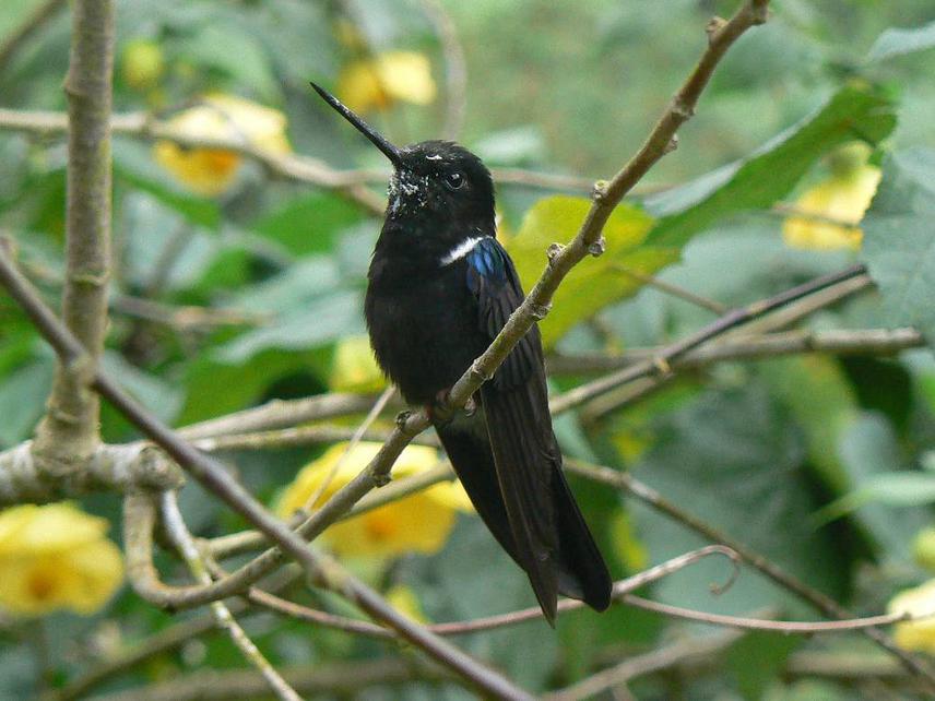 Black Inca Hummingbird ( Coeligena prunellei).