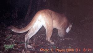 Puma (Puma concolor). In eight months of camera trapping pumas only appeared in pictures from two separate weeks.