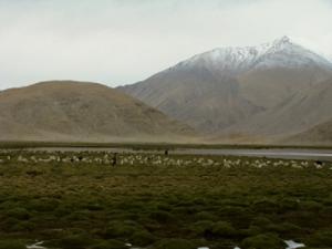 Pastoral herders with livestock in Chushul marshes, Ladakh.