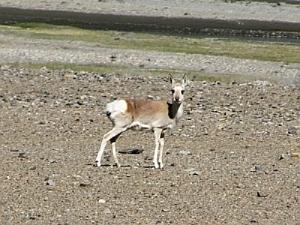 Tibetan gazelle near Hanle monastery.