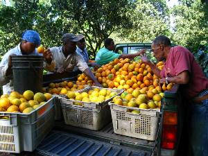 Citrus harvest market.