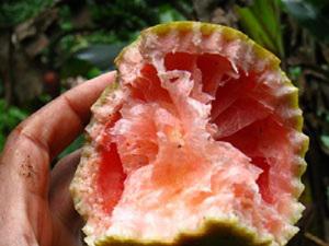Pink grapefruit damaged by an Amazona arausiaca parrot on Dominica.
