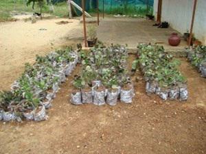 Transplanted Pterocarpus santalinus saplings maintained in nursery.