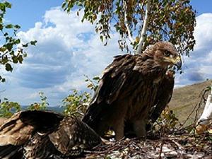 Imperial Eagle nestlings in the nest.