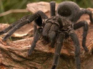 The hairy Grammostola mollicoma tarantula spider. © Marcelo Casacuberta.