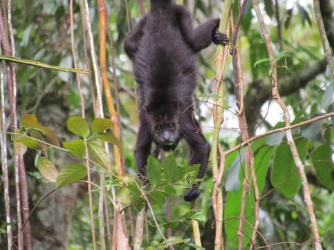 Black Howler monkey, juvenile male.