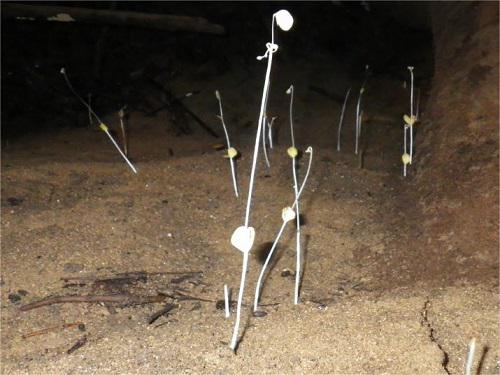 Seedlings of unidentified species found 1 km inside Actun Tunkul.