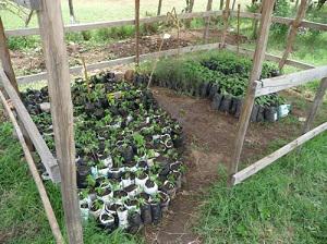 Tree seedlings section of the Village Agroforestry Centre.