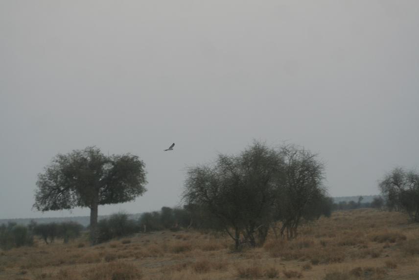Desert National Park in Thar Desert in Rajasthan.