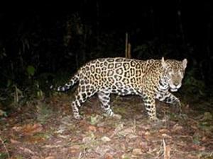 Sub adult male jaguar.