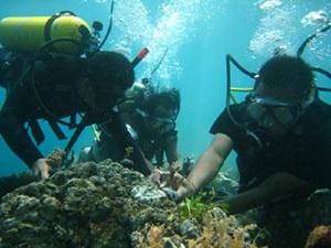 Penuktukan communities planting corals.