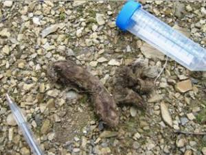 Confirmed himalayan wolf's scat by genetic analysis.