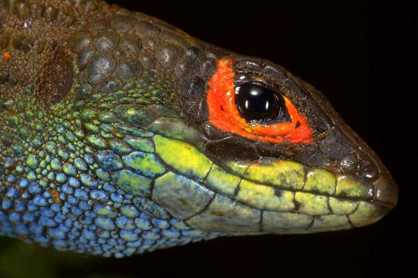 An undescribed species of Potamites stream lizard. © Alessandro Catenazzi.