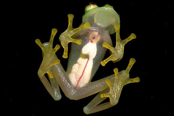 The delicate Hyalinobatrachium bergeri is the most abundant species of glass frog. © Alessandro Catenazzi.