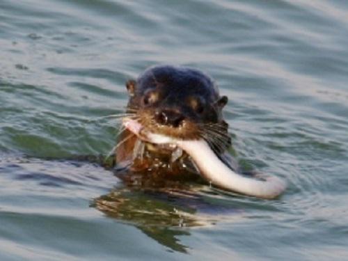 Marine otter catching large prey.