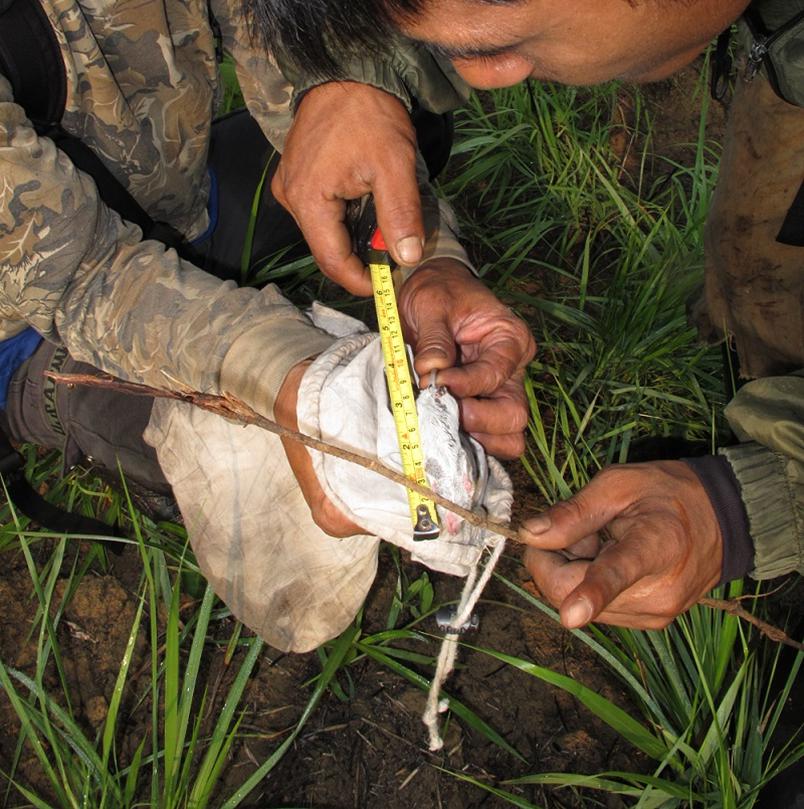 Two field assistants (Karen ethnic) were taking measurement of live-trapped rodent and marked individual in order to estimate abundance.