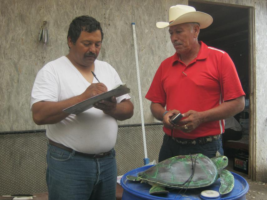 Don Chuy (ex-fisherman and now Grupo Tortuguero field coordinator) explaining Pancho (fisherman) how to measure turtles and fill the datasheet.