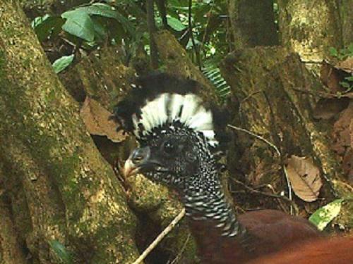 The female Great Curassow (VU) captured by camera traps.