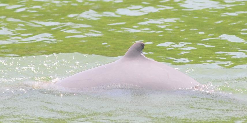 Individual Ob31_ a easily distinguish Irrawaddy dolphin in KGBR.