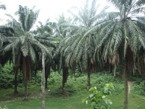 Monoplantation by Oil Palm in one of the other protected areas.