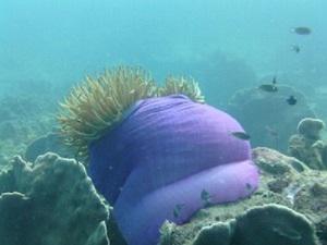 Magnificent Sea Anemone.