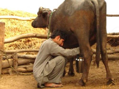 Buffaloes form the mainstay of Gujjar livelihood.
