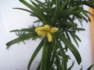 Male flower Keteleeria davidiana (Bertr.) Beissen.