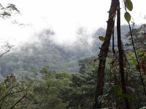 Oban hills forest.