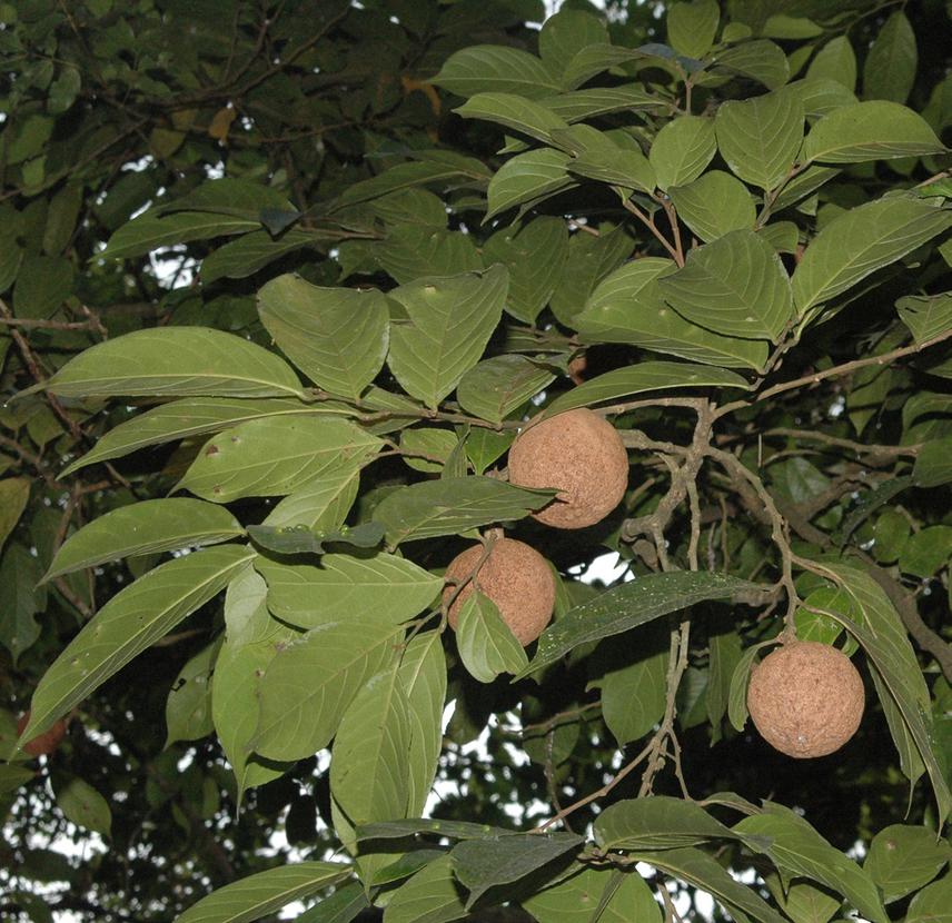 Hydnocarpus pentandra