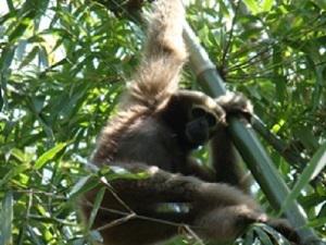Hoolock Gibbon Female.