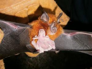 A baby bat clings to its mother.