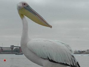 Walvis Bay is host to a diversity of bird life, such as pelicans, which draws many visitors to the area. © Ruth Leeney.