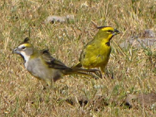 Yellow cardinal male and female.